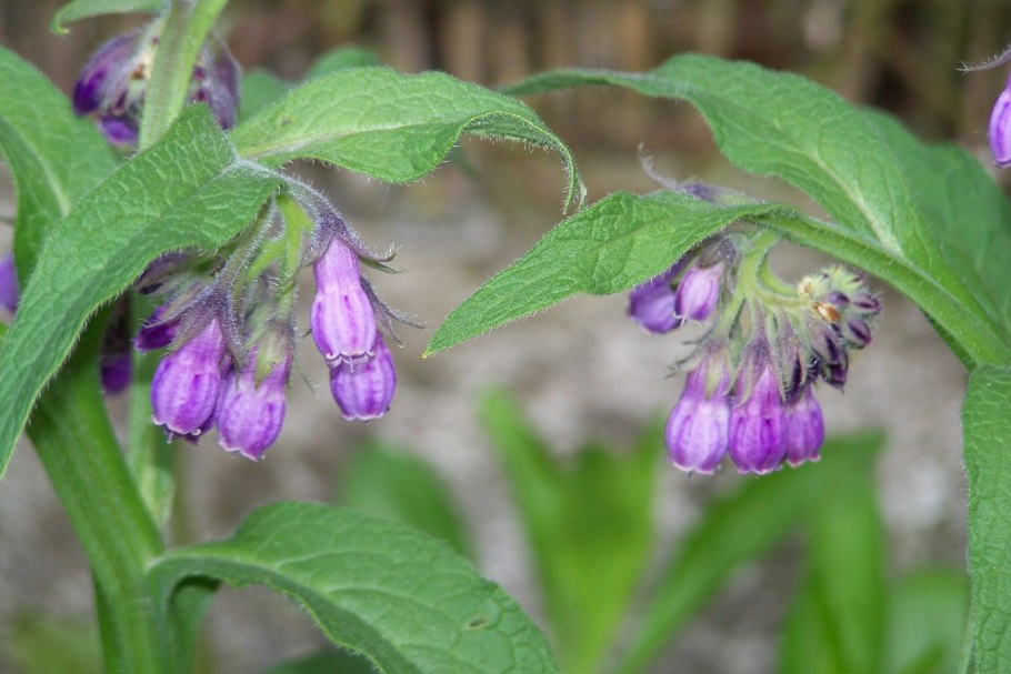 Окопник (Symphytum)