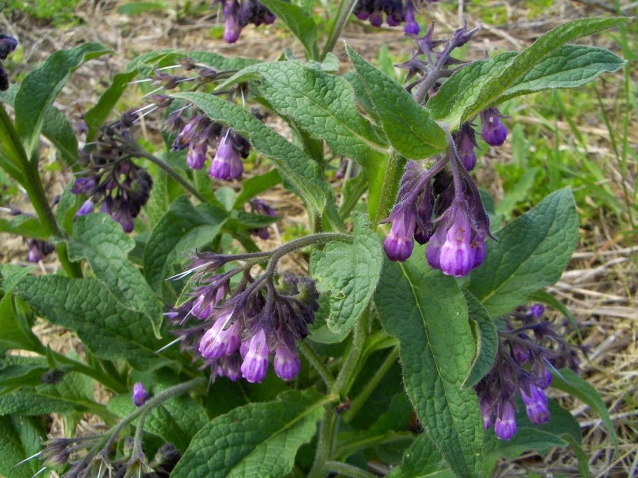 Окопник обыкновенный