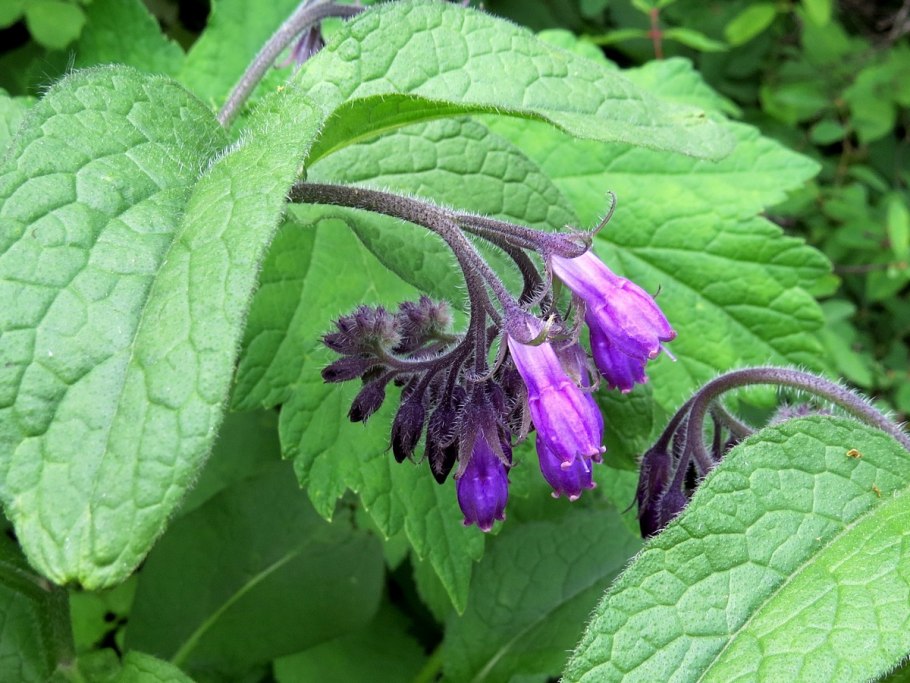 Окопник кавказский