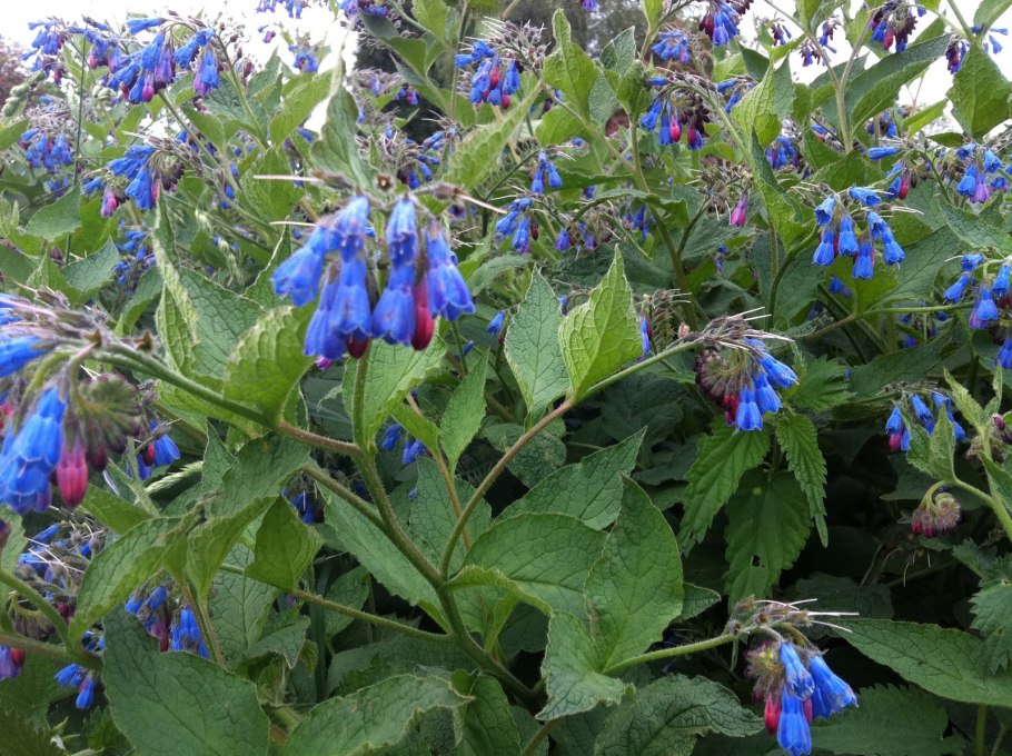 Окопник лекарственный (обыкновенный)