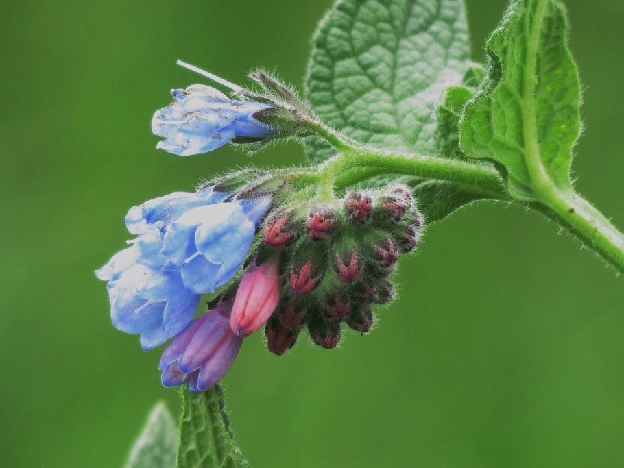 Окопник растение