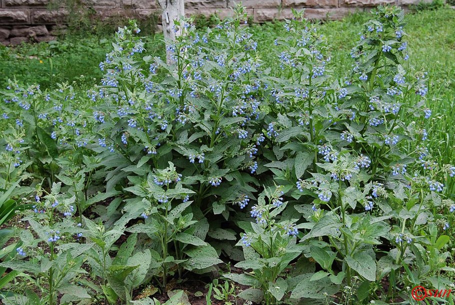 Окопник Symphytum grandiflorum