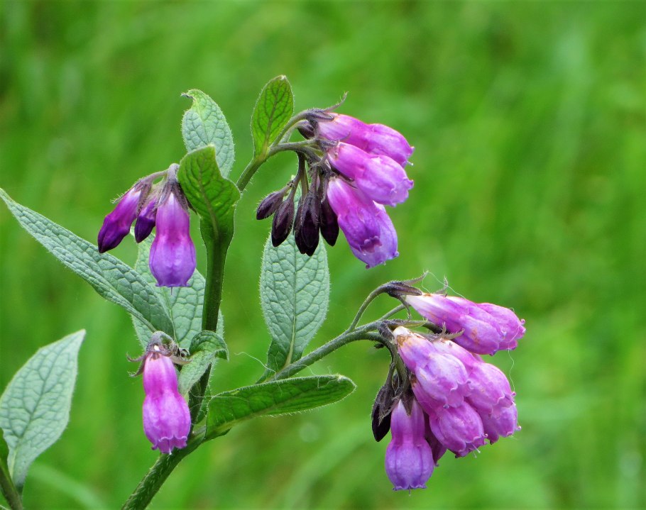 Symphytum officinale окопник