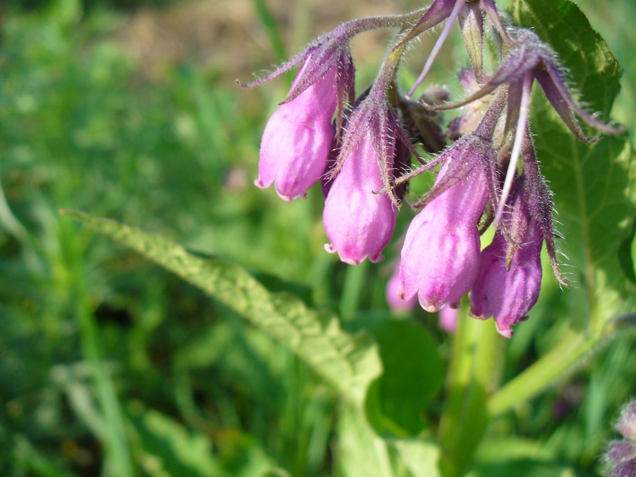 Окопник огуречная трава