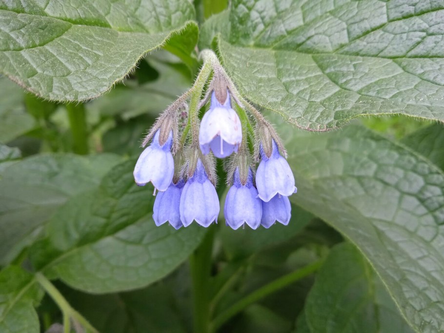 Symphytum officinale окопник