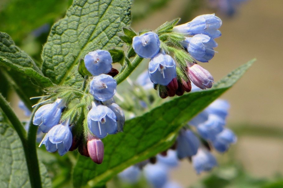 Symphytum officinale in Natura