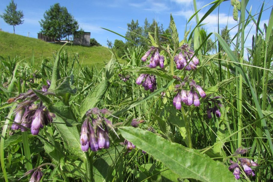 Живокост окопник