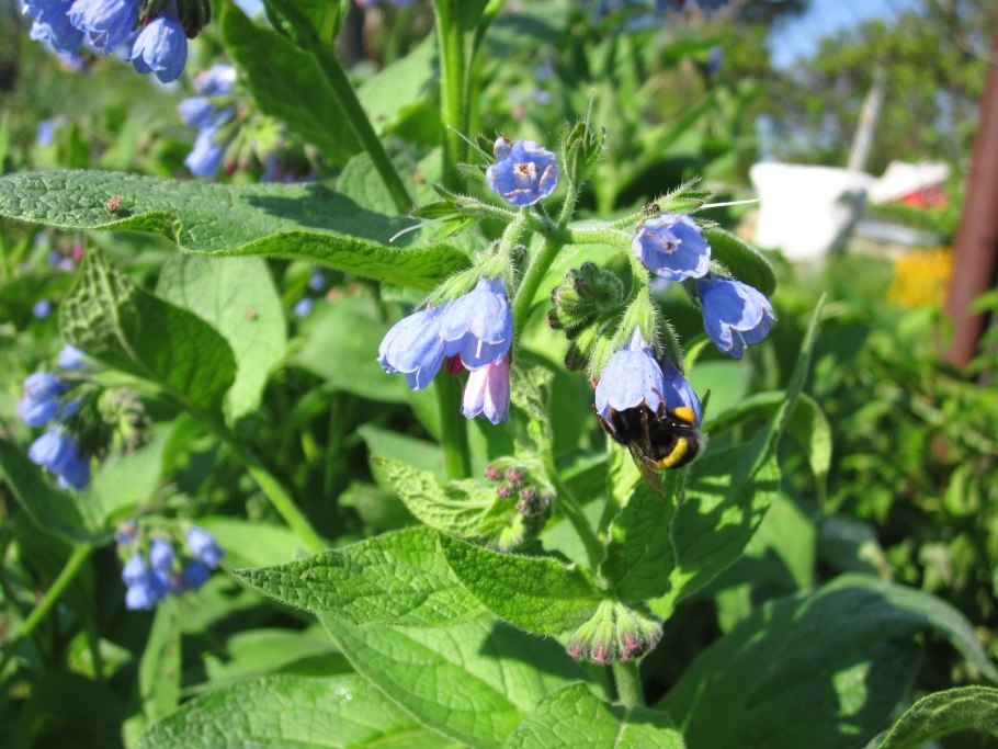 Растение окопник лекарственный