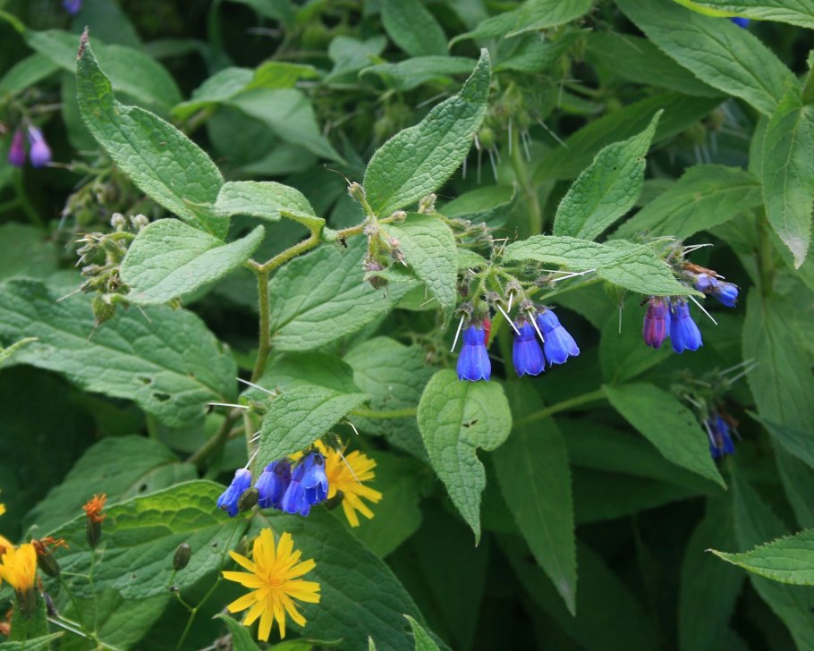 Живокост окопник