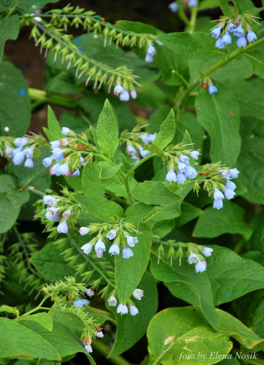 Окопник сердцевидный