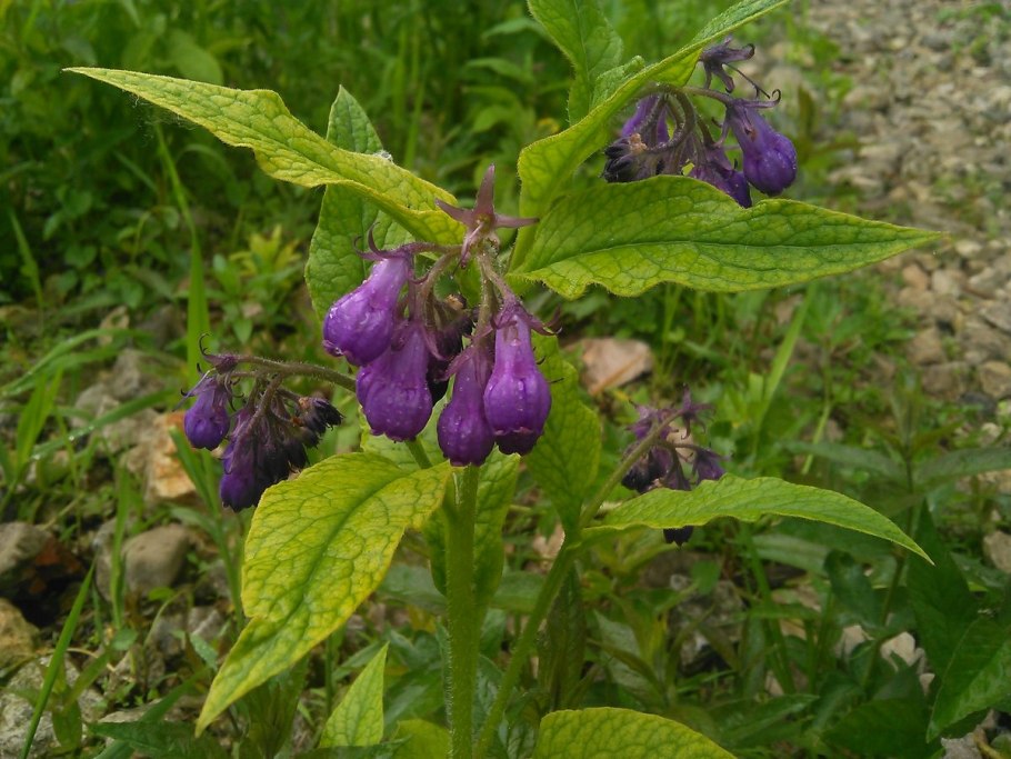 Окопник лекарственныи