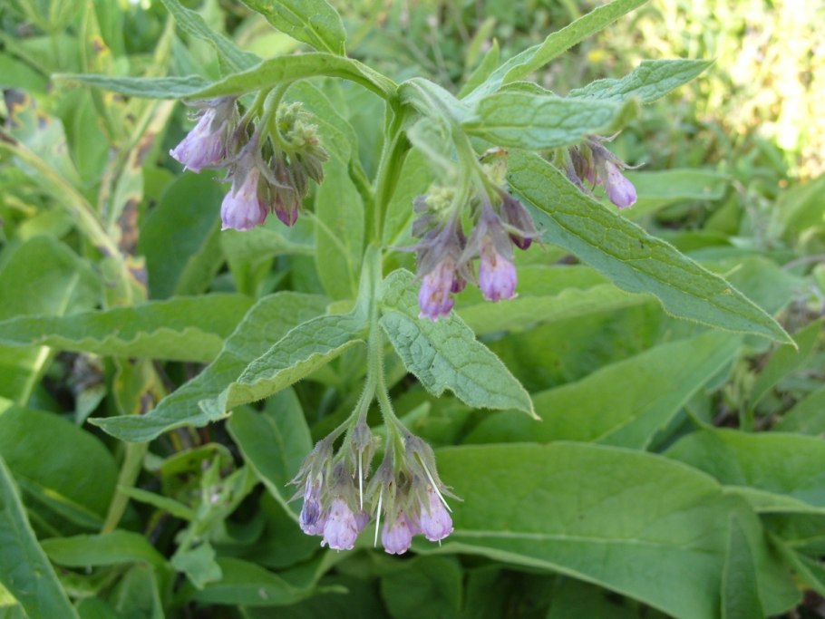 Symphytum officinale окопник