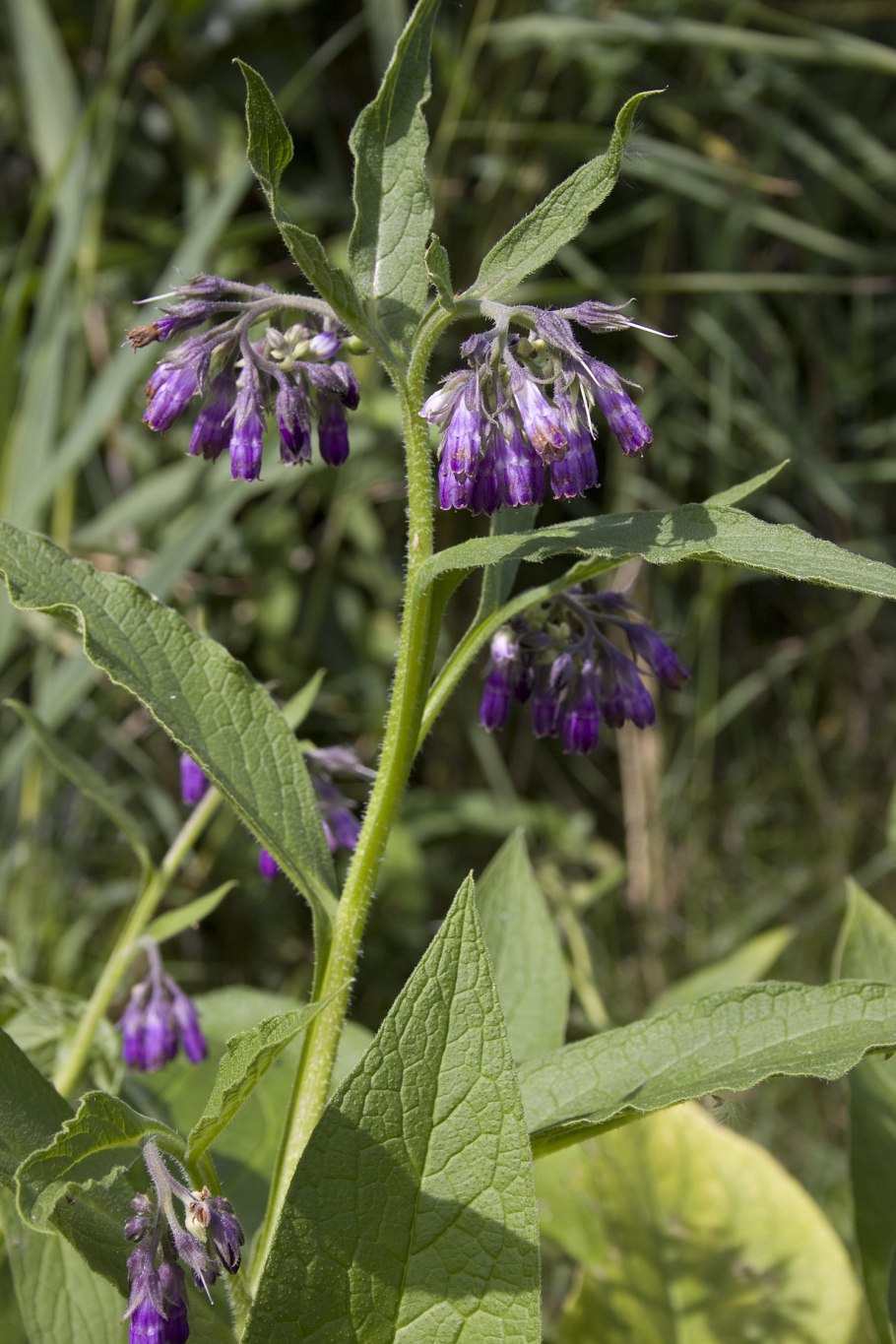 Symphytum officinale окопник