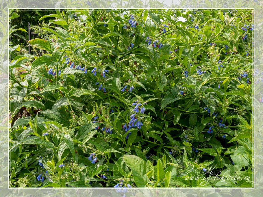 Окопник лекарственный Symphytum officinale