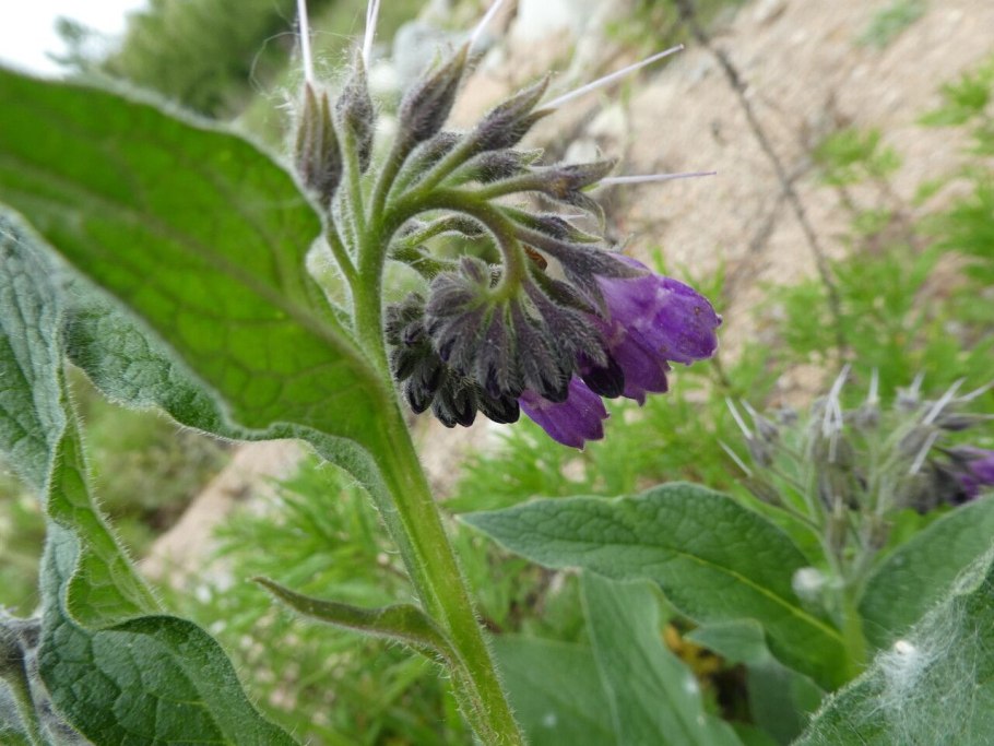 Symphytum officinale окопник