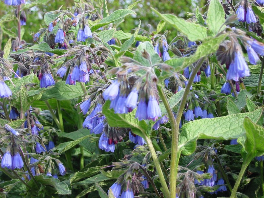 Растение окопник лекарственный