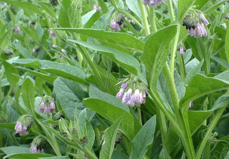 Symphytum officinale l. осенью