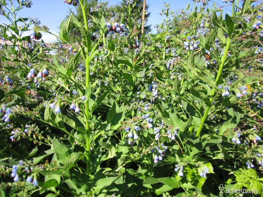 Растение кавказский окопник