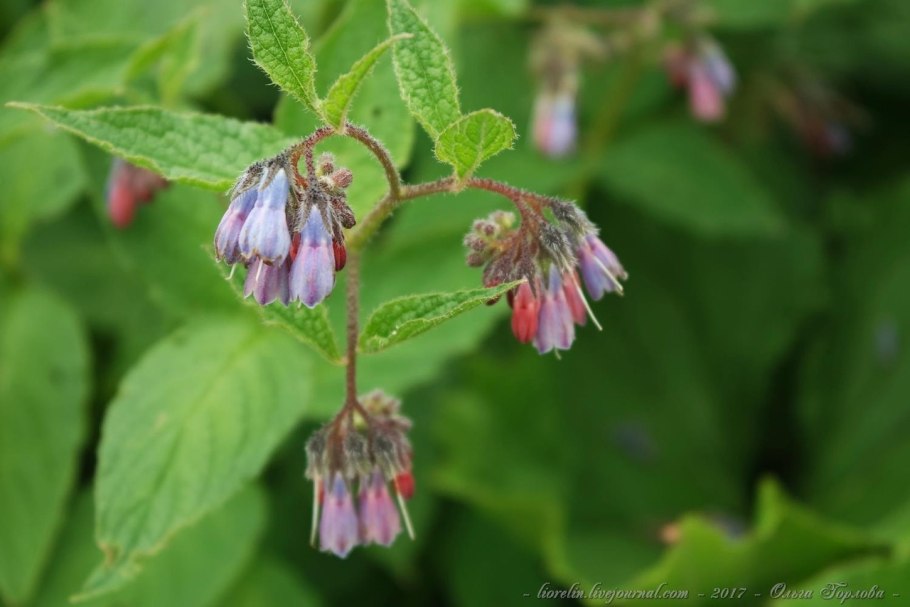Голубые цветочки окопник