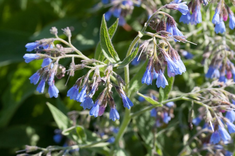 Окопник лекарственныи