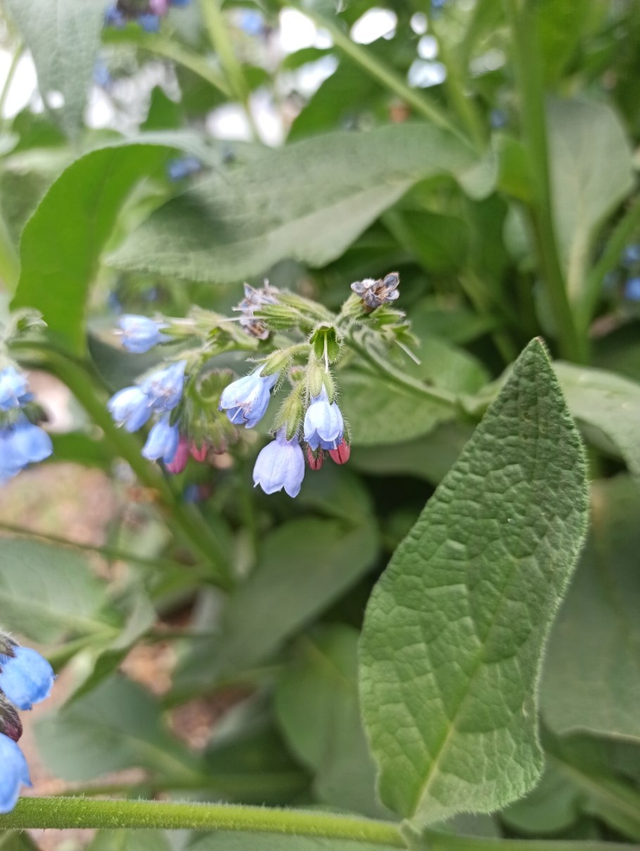 Окопник кавказский