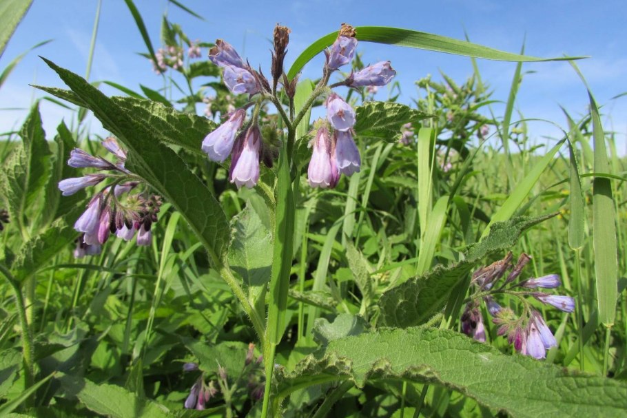 Окопник Symphytum grandiflorum
