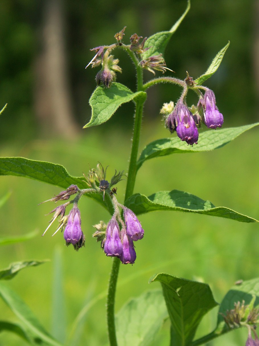 Живокост окопник