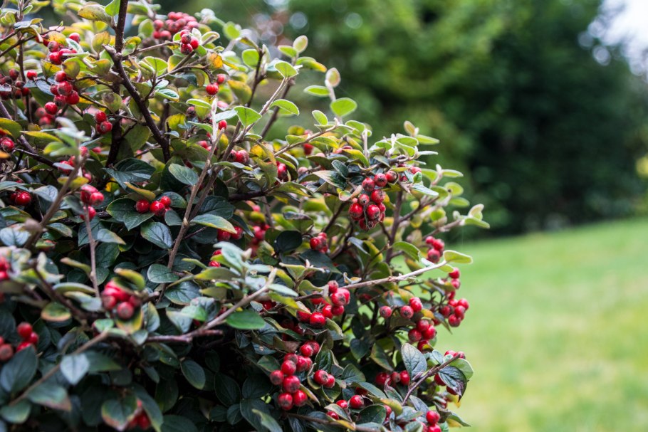 Жимолость ягода