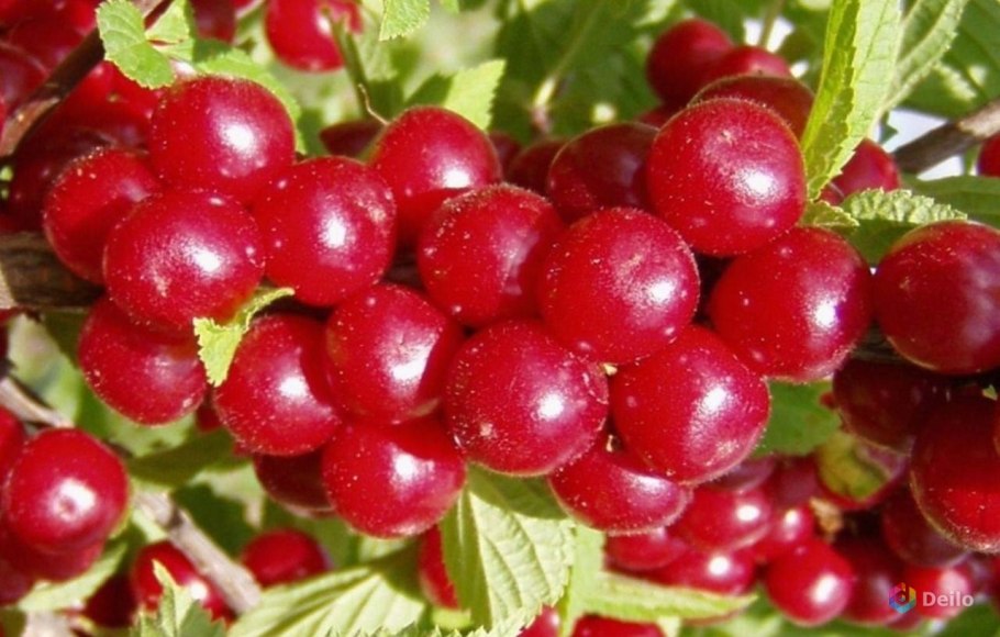 Вишня войлочная томентоза