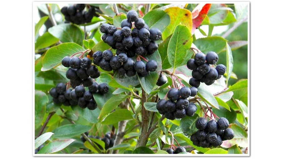 Арония черноплодная «Викинг»