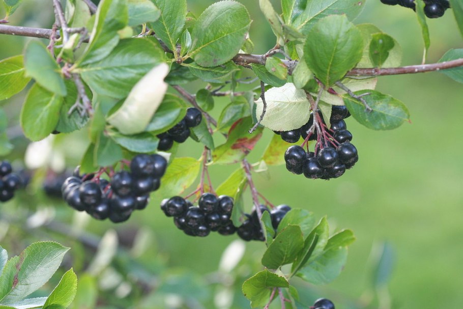 Арония черноплодная / Aronia mitschurinii