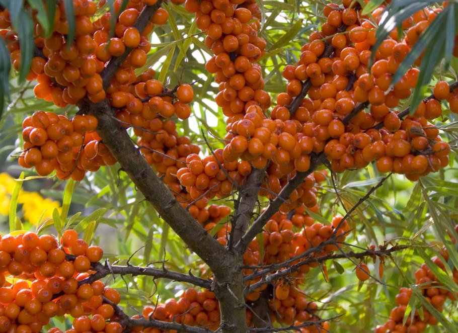 Облепиха Hippophae