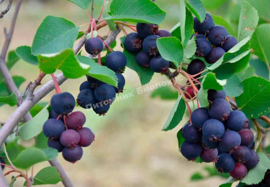 Ирга ольхолистная Мартин