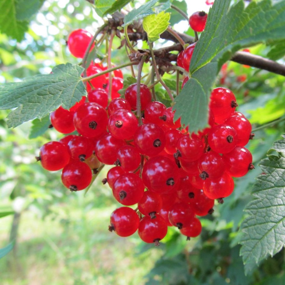 Смородина красная Натали (с2)