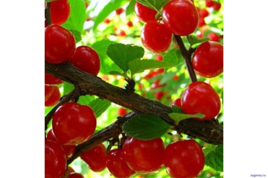 Вишня войлочная томентоза