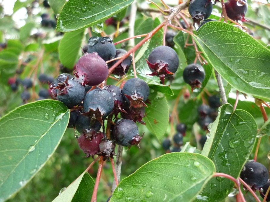 Ирга канадская «Слейт»