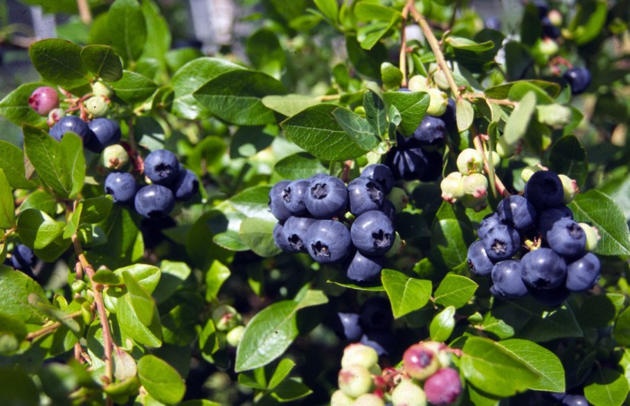 Голубика Садовая (Vaccinium corymbosum &#96;Goldtraube&#96;)