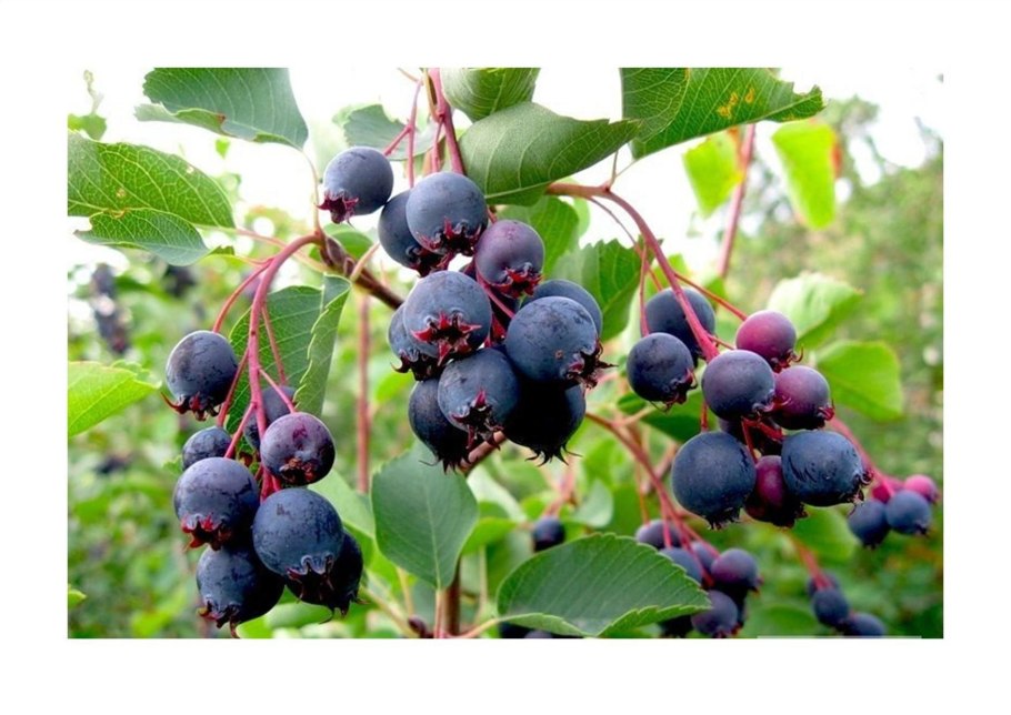 Ирга круглолистная