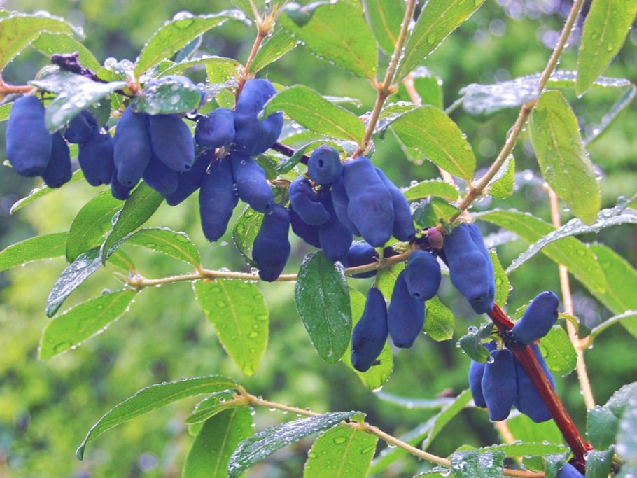 Жимолость съедобная Берель