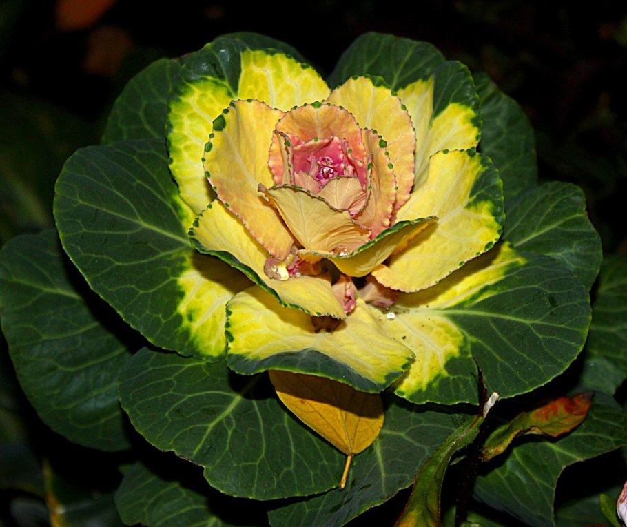 Брассика Санрайз