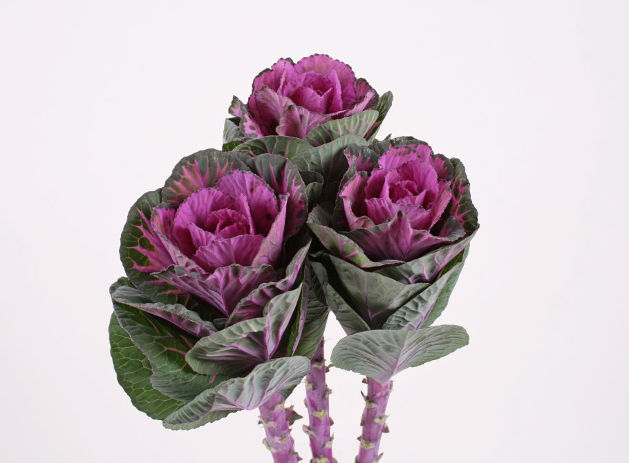Капуста декоративная Крейн ред