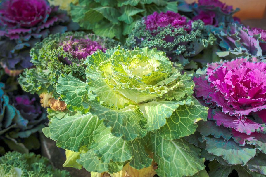 Декоративная капуста Brassica oleracea