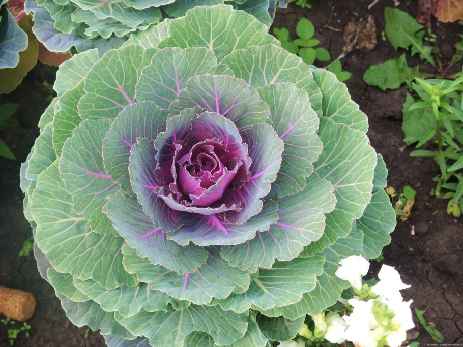 Брассика Корал Квин