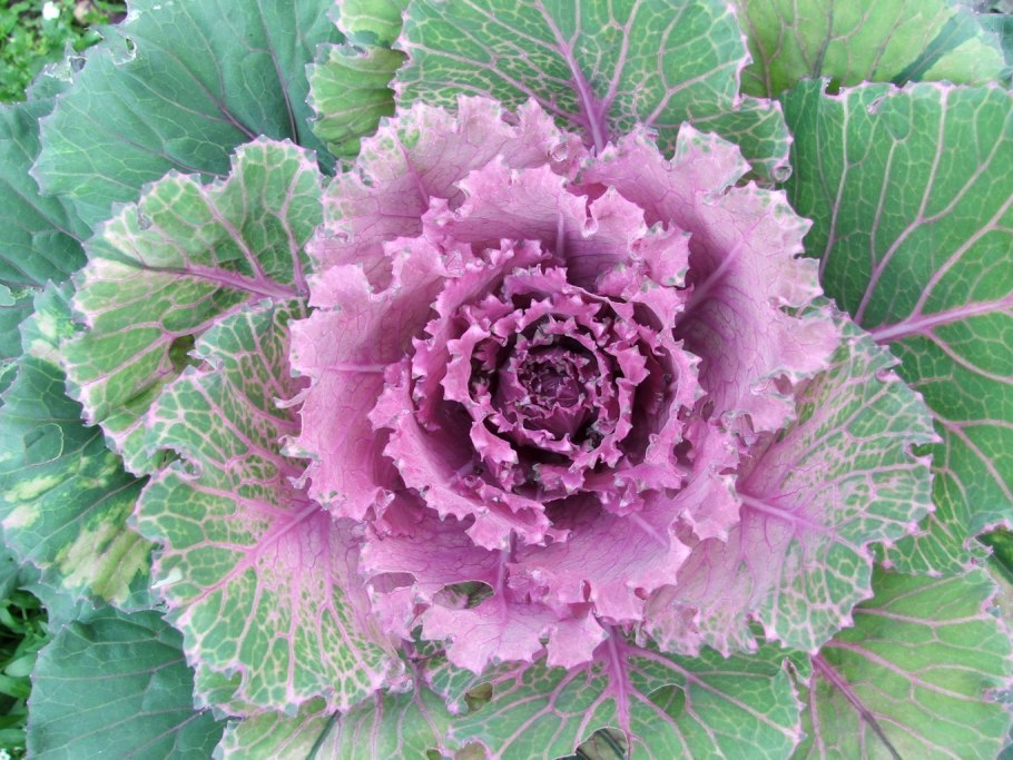 Капуста декоративная Корал Королева