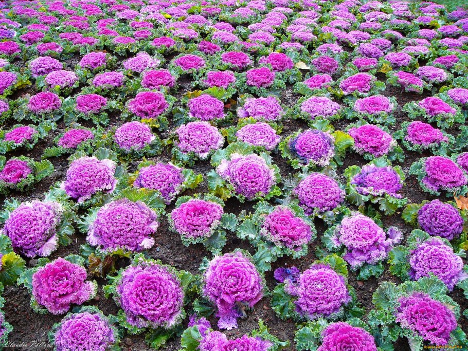 Капуста декоративная Нагойя Роуз