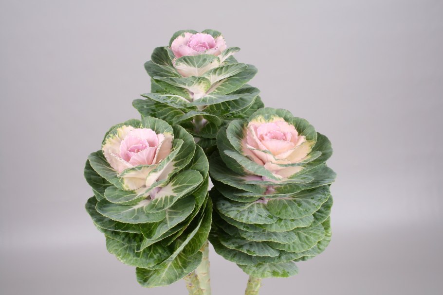 Декоративная капуста Брассика