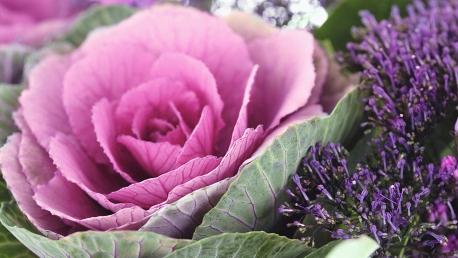 Декоративная капуста Крейн Пинк