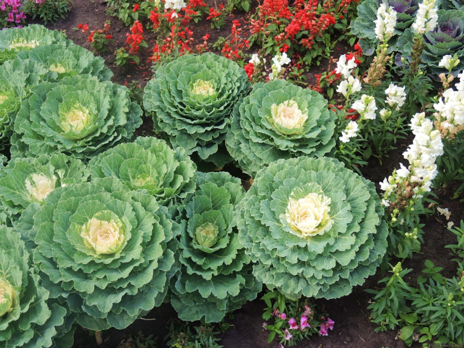 Капуста декоративная Криспа