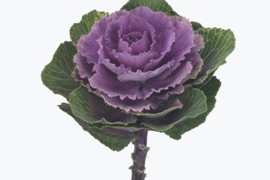 Декоративная капуста Brassica oleracea