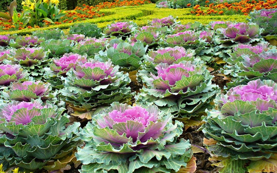 Капуста декоративная Сансет